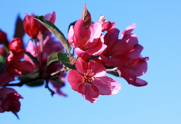 Crab Apple Blossoms